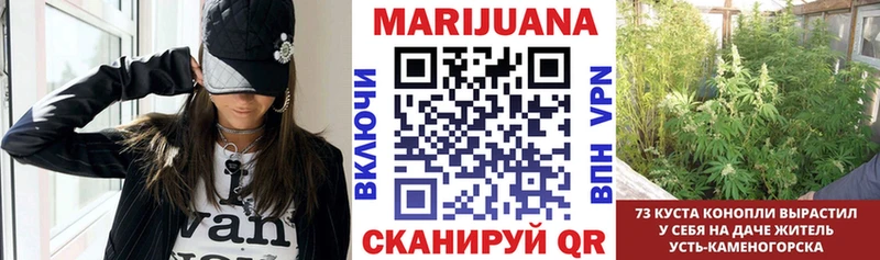 Конопля конопля Северская